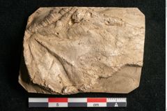Foto (Detailansicht) von Acer pseudoplatanus L. (NHMW-GEO-2024-0188-11619)